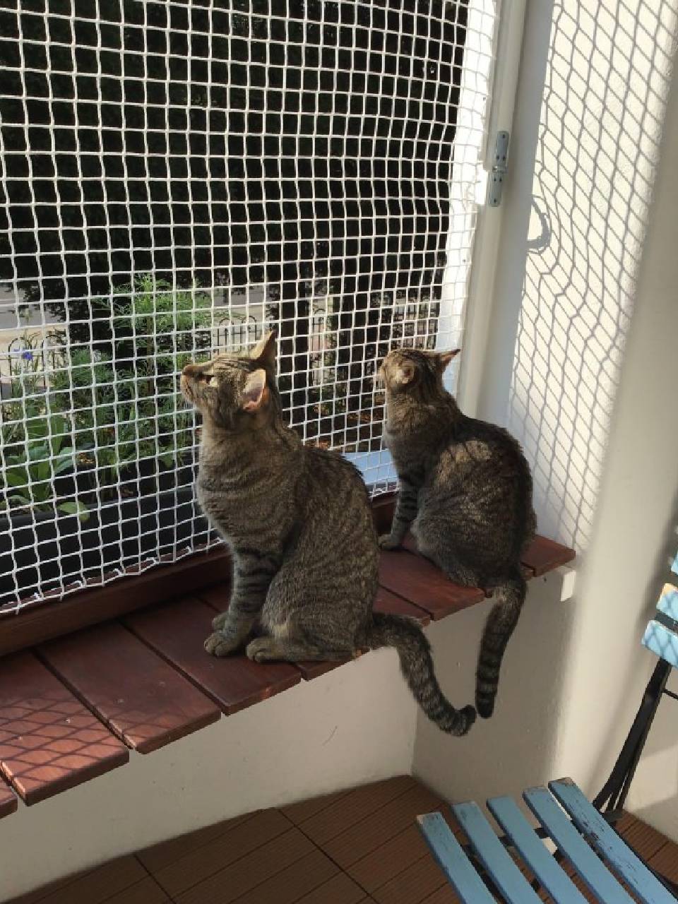 Pets Safety Nets for Balconies | Call 8884844000 Nets Fixing at Lowest Cost.